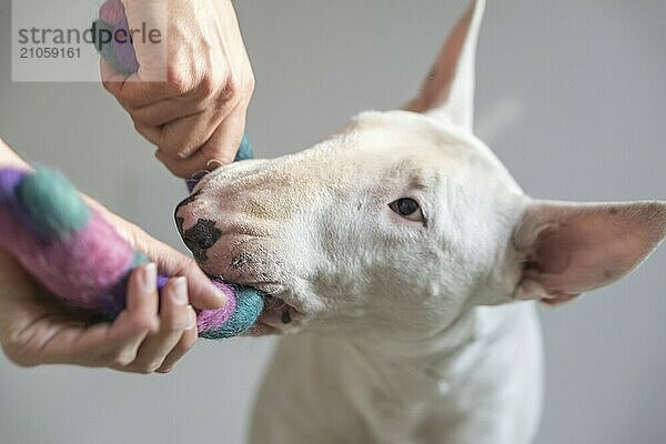 Foto eines weißen Bullterriers und eines Mädchens  die zusammen mit einem Hundespielzeug spielen  mit weißem Hintergrund im Hintergrund