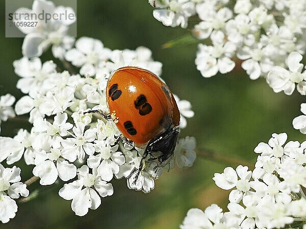 Marienkäfer (Coccinellidae) auf weißer Blüte  unscharfer Hintergrund  Nordrhein-Westfalen  Deutschland  Europa