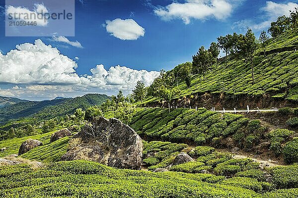 Kerala Indien Reise Hintergrund  grüne Teeplantagen in Munnar  Kerala  Indien  Asien