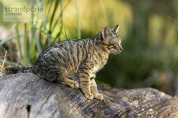 Ein Kätzchen sitzt ruhig auf einem Baumstamm  es schaut interessiert in die Ferne  Wildkatze (Felis silvestris)  Jungtier  Deutschland  Europa