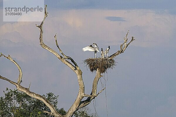 Blick auf ein Jabiru Nest mit drei Jungtieren in einem kahlen Baum vor violettem Himmel  Pantanal Feuchtgebiete  Mato Großo  Brasilien  Südamerika