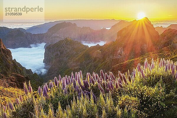 Blick vom Pico do Arieiro auf die Berge über den Wolken mit dem Stolz der Blumen von Madeira und blühenden Cytisus Sträuchern bei Sonnenuntergang mit Sonnenaufgang. Insel Madeira  Portugal  Europa