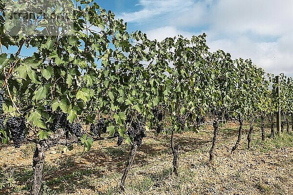 Schöne Aussicht auf die toskanische Landschaft und Sehenswürdigkeiten. Traubenfelder und Olivenöl. Von Montalcino über Montepulciano bis Siena. Sommer in Italien