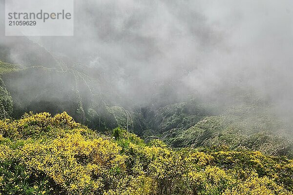 Blick auf Madeira Berge in Wolken mit blühenden Cytisus Sträuchern bei Sonnenuntergang. Insel Madeira  Portugal  Europa