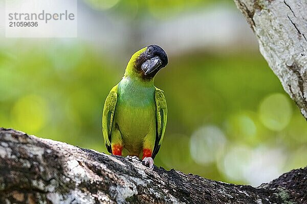 Nahaufnahme eines Nanday Sittichs  der auf einem Ast sitzt und den Kopf zur Seite neigt  vor einem natürlichen Hintergrund mit Bokeh  Pantanal Feuchtgebiete  Mato Großo  Brasilien  Südamerika