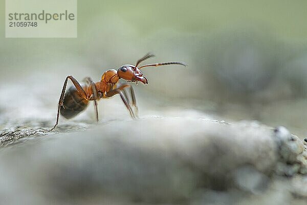 Waldameise (Formica) nach rechts gehend auf einem verschwommenem Felsen  Fühler nach vorne gerichtet  Makro  freigestellt  Hintergrund hellgrau bis hellgrün  Kärnten  Österreich  Europa