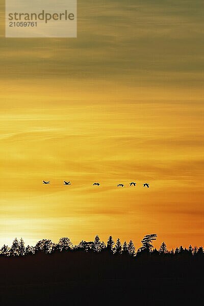 Kranichschwarm (Grus grus)  der bei Sonnenuntergang als Silhouette über einen Wald fliegt