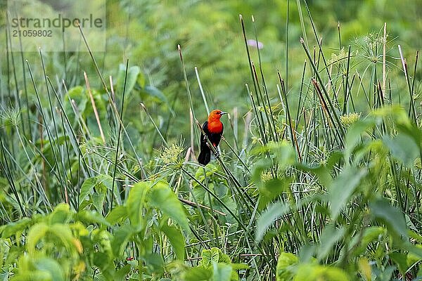 Bunte Scharlachkopf Amsel auf einem Schilfhalm vor grünem Hintergrund  Pantanal Feuchtgebiete  Mato Großo  Brasilien  Südamerika