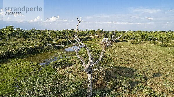 Luftaufnahme eines Jabiru Nests mit drei Jungtieren in einem kahlen Baum und typischer Landschaft  Pantanal Feuchtgebiet  Mato Großo  Brasilien  Südamerika