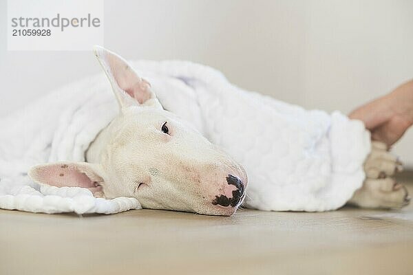 Alter lustiger Hund liegt auf einem Kissen unter einer Decke und denkt über etwas Wichtiges nach