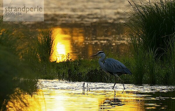 Graureiher (Ardea cinerea)  Morgenlicht  Gegenlicht  Wasser  Niederösterreich