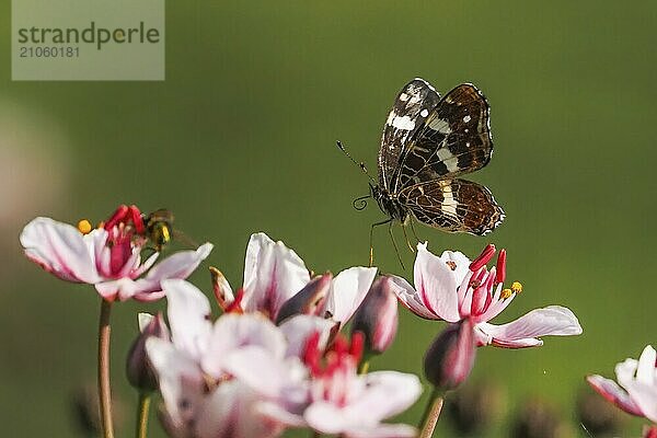 Ein Landkärtchen (Araschnia levana) sitzt auf rosa Blüten  grüner Hintergrund  Hessen  Deutschland  Europa