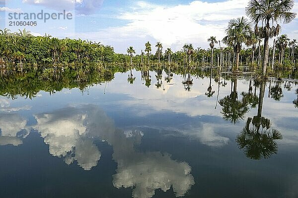 Schöner See Lagoa das Araras mit Spiegelreflexionen und Palmen im brasilianischen Cerrado  Bom Jardim  Mato Großo  Brasilien  Südamerika