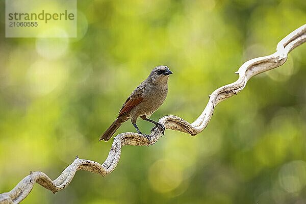 Kuhflügler auf einer gewundenen Ranke vor natürlichem Hintergrund mit Bokeh  Pantanal Feuchtgebiet  Mato Großo  Brasilien  Südamerika