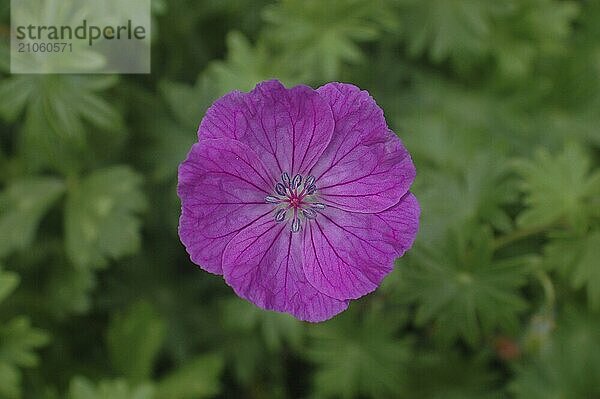 Mauve Blume auf grünem Hintergrund