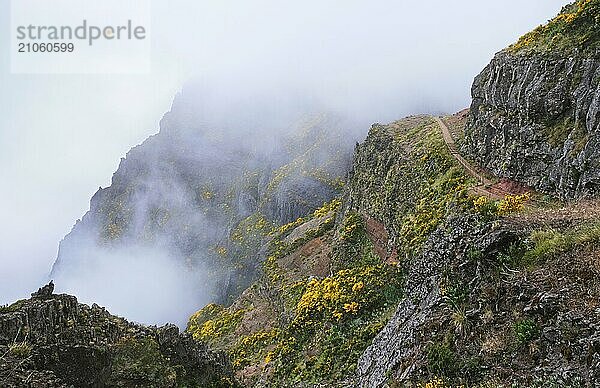 Ein in Nebel und Wolken gehüllter Berg mit Wanderweg und blühenden Cytisus Sträuchern. In der Nähe von Pico de Arieiro  Insel Madeira  Portugal  Europa