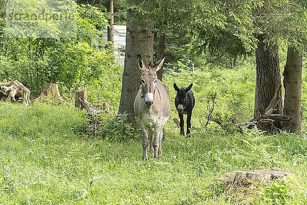 Zwei Esel spielen miteinander auf einem Bauernhof