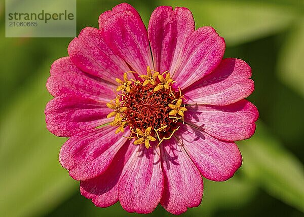 Nahaufnahme einer leuchtend pinken Blüte einer Zinnie (Zinnia) mit detaillierten Blütenblättern vor grünem Hintergrund