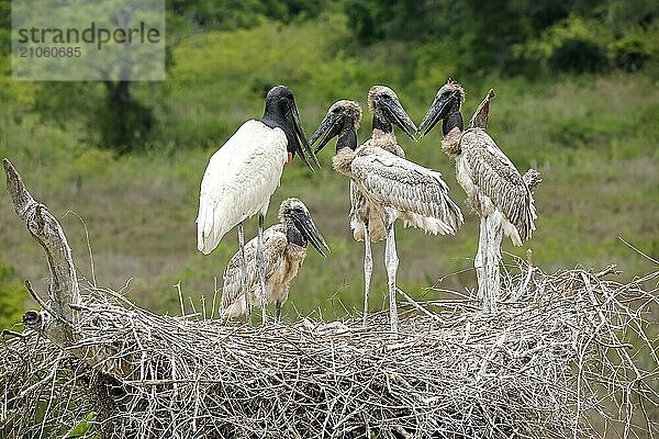 Nahaufnahme eines hohen Jabiru Nests mit vier jungen Jabirus  die auf die fressen durch einen Erwachsenen warten  vor grünem Hintergrund  Pantanal Feuchtgebiete  Mato Großo  Brasilien  Südamerika