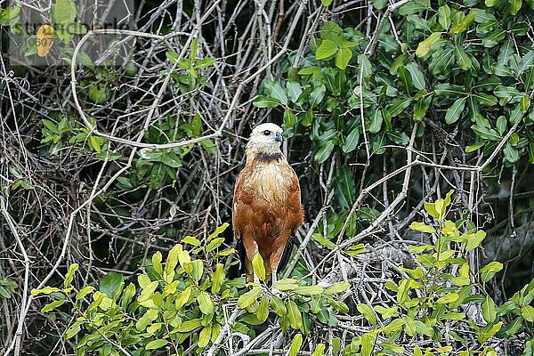 Nahaufnahme eines Schwarzhalsbussards auf einem Ast vor grünem Hintergrund  Blick nach rechts  Pantanal Feuchtgebiete  Mato Großo  Brasilien  Südamerika