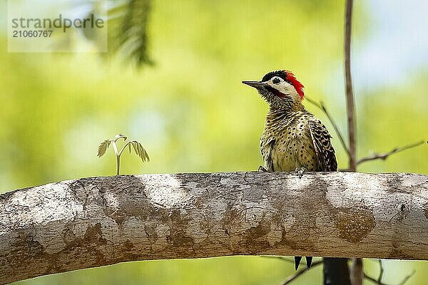 Grünbindenspecht auf einem Ast vor unscharfem grünem Hintergrund  Pantanal Feuchtgebiet  Mato Großo  Brasilien  Südamerika