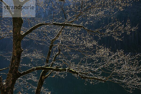 Ein herbstlicher Baum im Gegenlicht am Gosausee. Die Zweige sind fast kahl. Vorderer Gosausee  Gosau  Gosautal  Salzkammergut  Oberösterreich  Österreich  Europa