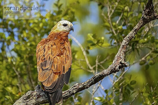 Schwarzhalsbussard auf einem Ast vor grünem Hintergrund  Pantanal Feuchtgebiete  Mato Großo  Brasilien  Südamerika