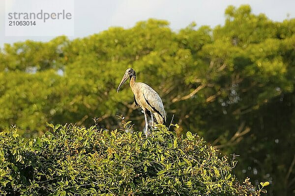 Waldstorch in einer Baumkrone vor grünem Hintergrund  Pantanal Feuchtgebiete  Mato Großo  Brasilien  Südamerika