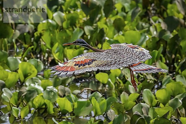 Seitenansicht einer schönen Rohrdommel im Flug vor grünem Hintergrund mit wunderschön gemusterten ausgebreiteten Flügeln  Pantanal Feuchtgebiete  Mato Großo  Brasilien  Südamerika