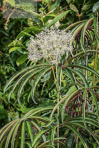 Schöne weiße Blütenrispe  Atlantischer Wald  Itatiaia  Brasilien  Südamerika