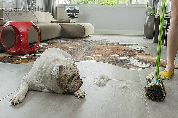 Bulldogge  die den Schmutz vom Boden betrachtet und Hundehaare vom Boden fegt