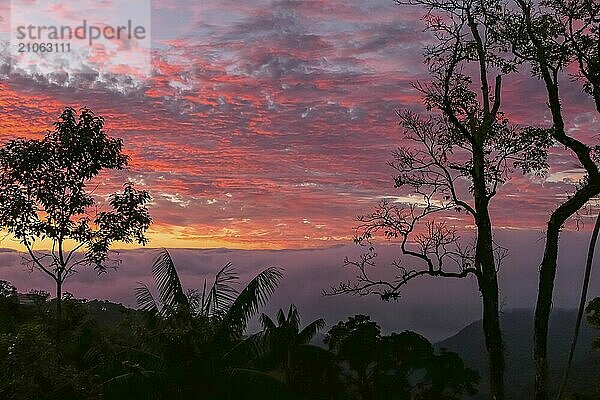 Bunter Sonnenuntergangshimmel in der Serra da Mantiqueira mit Baumsilhouetten im Vordergrund  Itatiaia  Brasilien  Südamerika