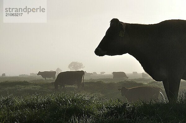 Silhouette von Jersey Kühen auf der Weide  Westküste  Neuseeland  Ozeanien