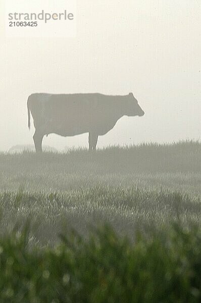 Silhouette einer Jersey Kuh und einer Weide  Westküste  Neuseeland  Ozeanien