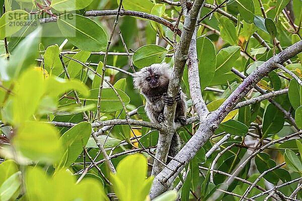 Junges Seidenäffchen auf einem Ast sitzend  zur Kamera gewandt  natürlicher grüner Hintergrund  Paraty  Brasilien  Südamerika