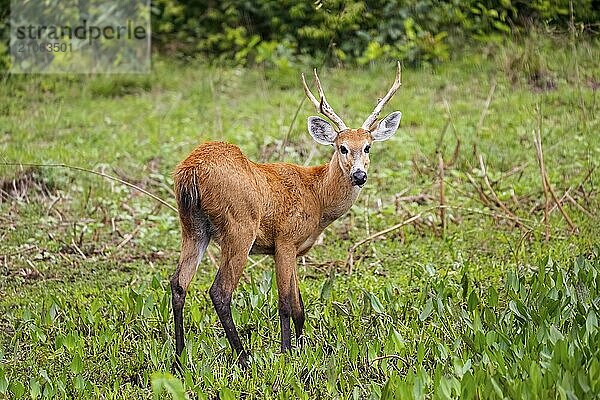 Schöner Sumpfhirsch auf einer grünen Wiese  Pantanal Feuchtgebiete  Mato Großo  Brasilien  Südamerika