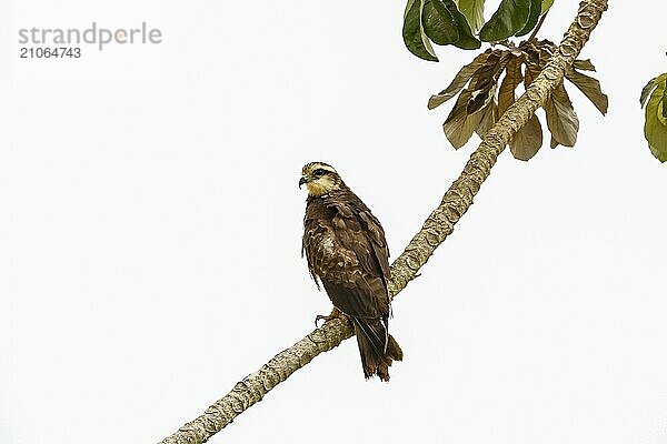 Schneckendrachen auf einem Ast vor weißem Hintergrund  Pantanal Feuchtgebiete  Mato Großo  Brasilien  Südamerika