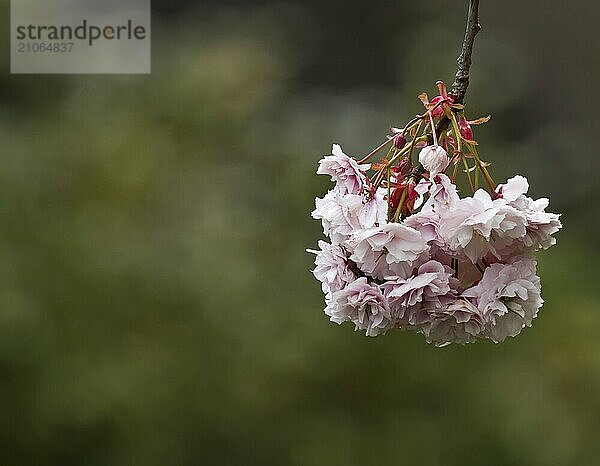 Frühlingshafte rosafarbene Blüte auf grünem Hintergrund mit Platz für eine Kopie oder Text