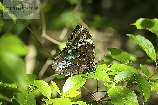 Schön gezeichneter brauner  blauer Schmetterling auf grünen Blättern in Sonne und Schatten  Pantanal Feuchtgebiete  Mato Großo  Brasilien  Südamerika