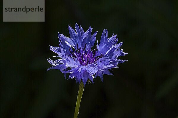 Schöne tief lila blaue Kornblume im Sonnenlicht gegen dunklen Hintergrund