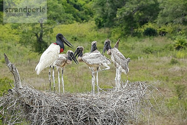 Nahaufnahme eines hohen Jabiru Nests mit vier jungen Jabirus  die auf die fressen durch einen Erwachsenen warten  vor grünem Hintergrund  Pantanal Feuchtgebiete  Mato Großo  Brasilien  Südamerika