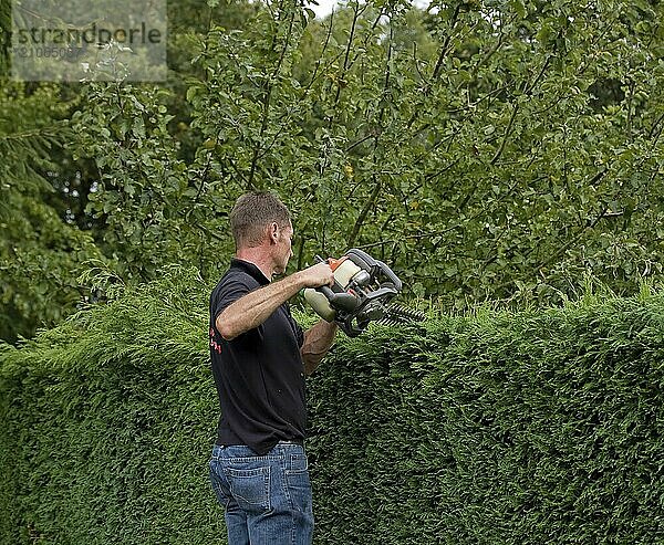 Mann schneidet Hecke auf einer Leiter stehend mit einer Kettensäge