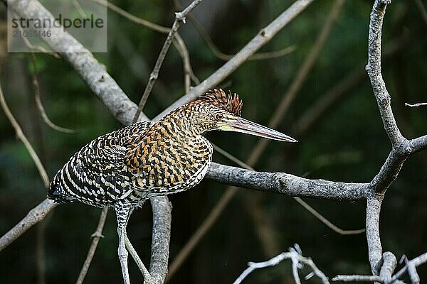 Faszienreiher mit schön gemustertem Gefieder auf einem Ast stehend vor dunklem Naturhintergrund  Pantanal Feuchtgebiete  Mato Großo  Brasilien  Südamerika