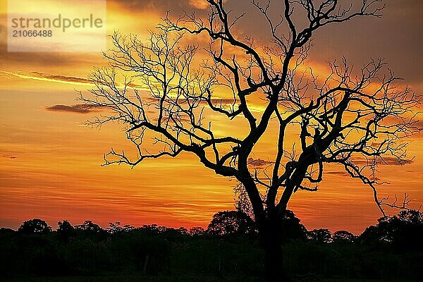 Dramatische bunten Sonnenuntergang Himmel mit Baum Silhouette in der Pantanal Feuchtgebiete