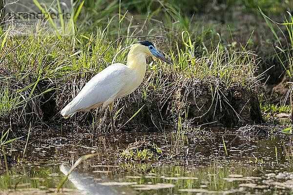 Schöner Kappenreiher bei der Futtersuche am Wasser  Pantanal Feuchtgebiete  Mato Großo  Brasilien  Südamerika