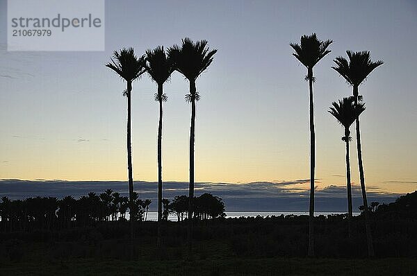 Nikau Palmen  Rhopalostylis sapida  in Silhouette  Westküste  Südinsel  Neuseeland  Ozeanien