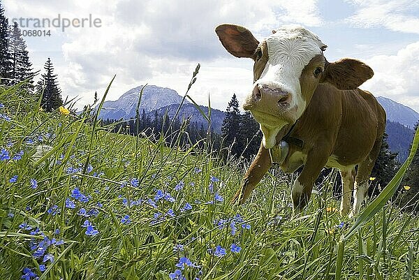 Kleines Kalb auf der Blaubergalm  Tirol  Austria Small calf in the Blue Hills  Austria