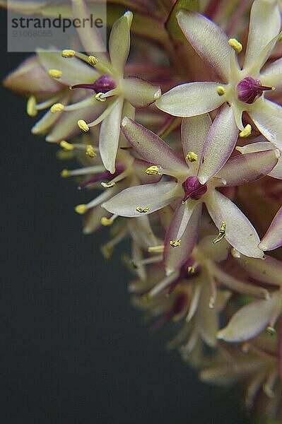 Eucomis Blüten vor schwarzem Hintergrund