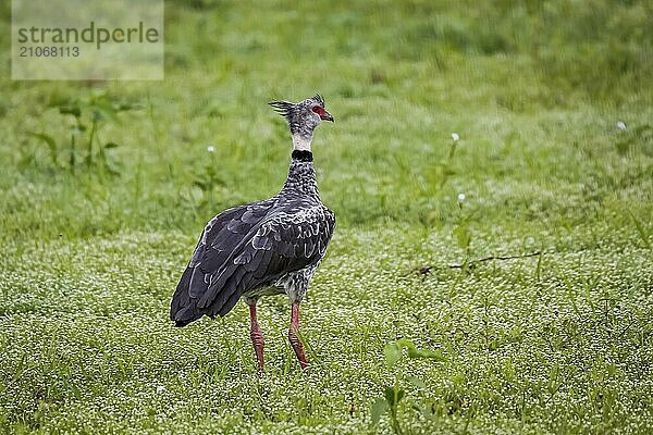 Schöner Southern Screamer auf einer üppigen grünen Wiese von hinten  Pantanal Feuchtgebiete  Mato Großo  Brasilien  Südamerika