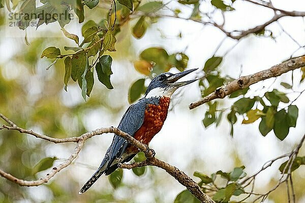 Schöner Ringelliest auf einem Ast im warmen Nachmittagslicht  heller Hintergrund  Pantanal Feuchtgebiete  Mato Großo  Brasilien  beringt  Südamerika